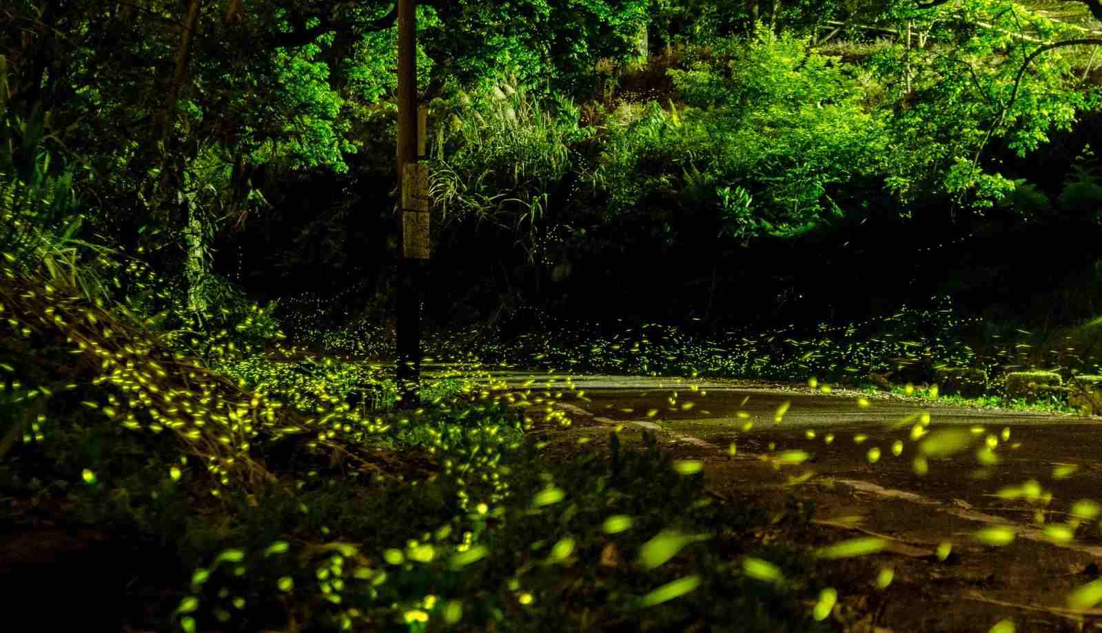 2022南投螢火蟲景點 ︱奧萬大森林遊樂區