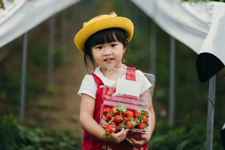台南採草莓｜台南開心有機農場