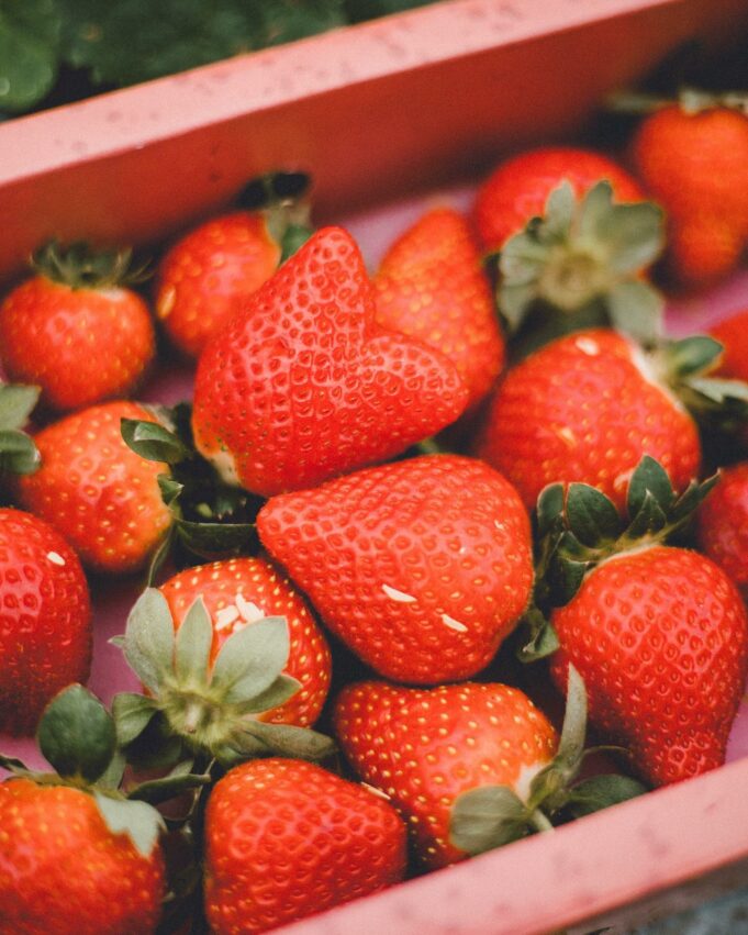 桃園草莓學校【全台採草莓推薦】每年最期待的草莓季來了！精選北中南熱門草莓園，親手採草莓最有趣！